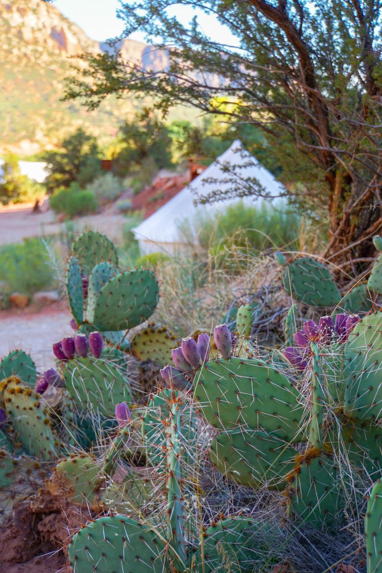 Zion Glamping Adventures Otel Hildale Dış mekan fotoğraf